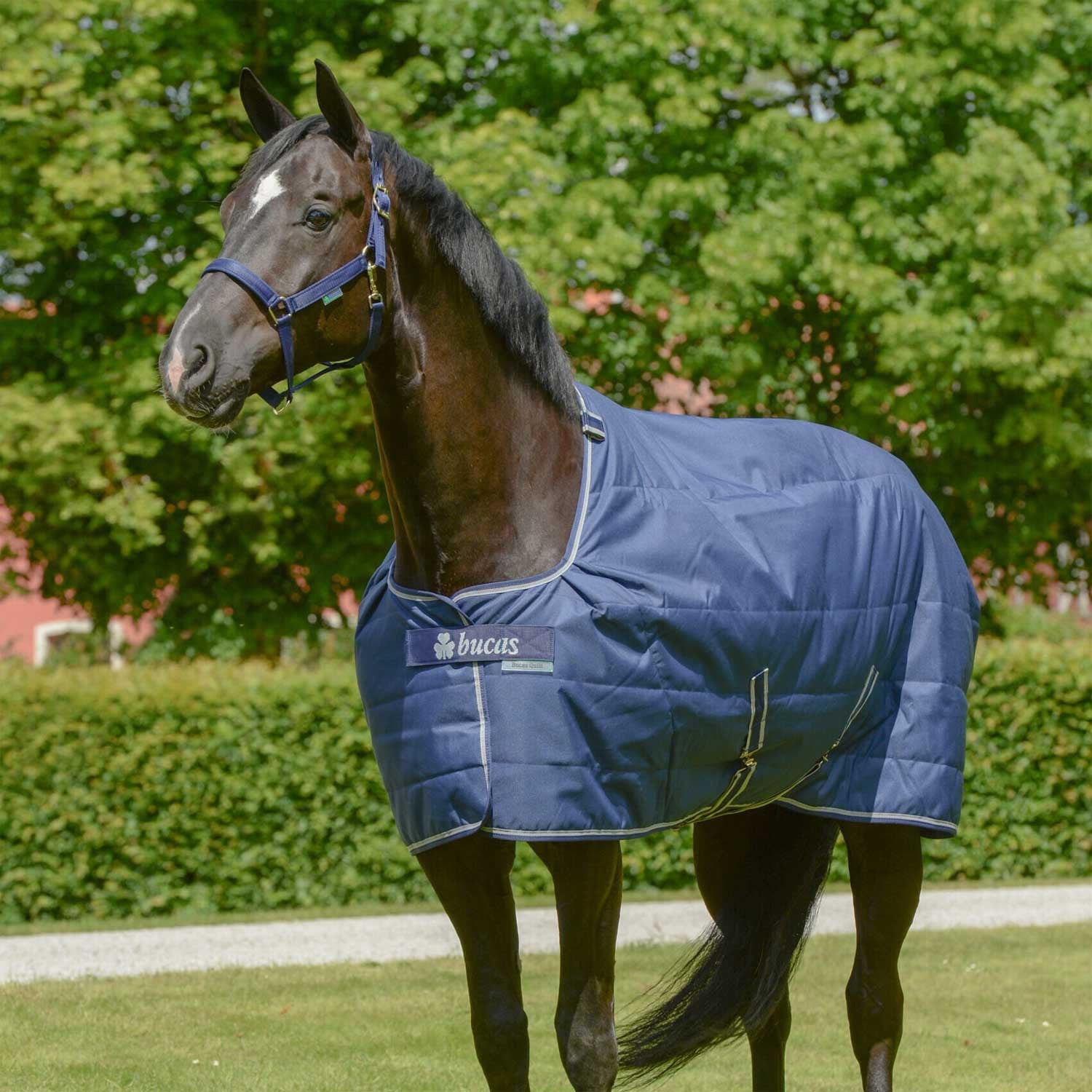 BUCAS STABLE QUILTS 300 SD NAVYU.