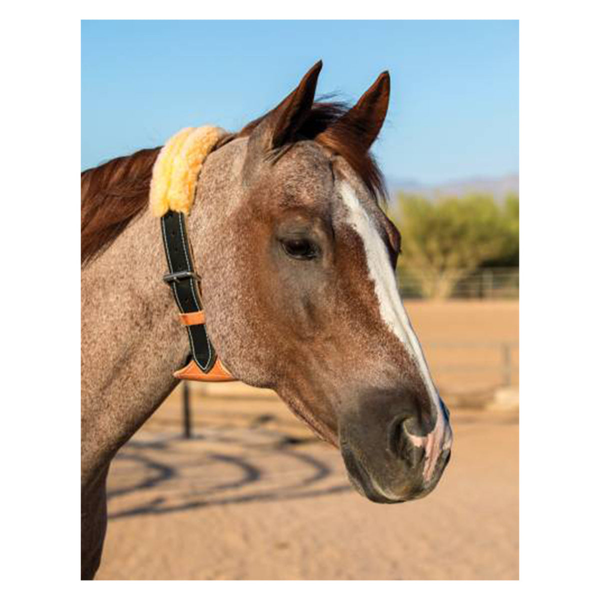 THE DARE CRIBBING CONTROL COLLAR