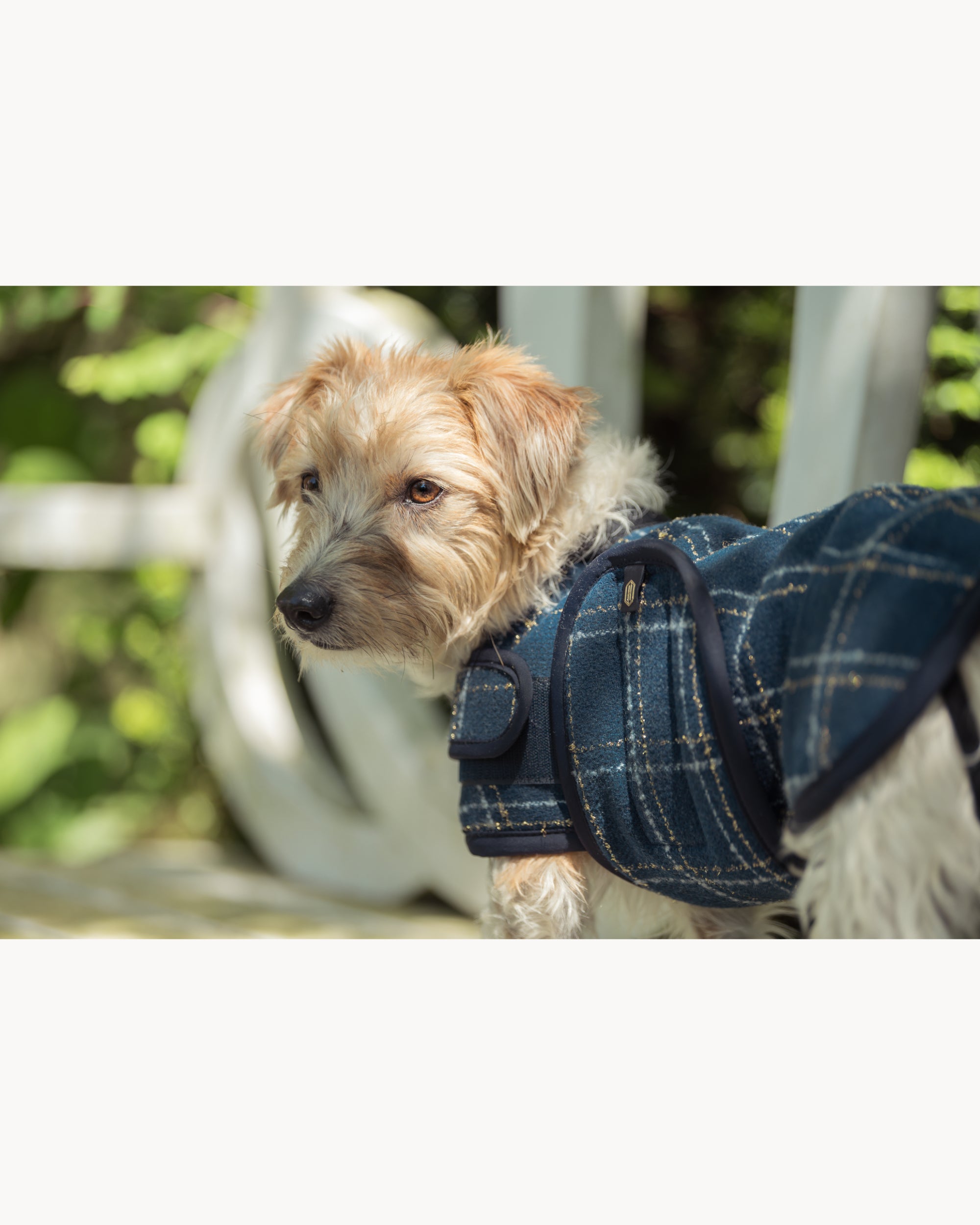 Eskadron Boucle Dog Coat Heritage 25