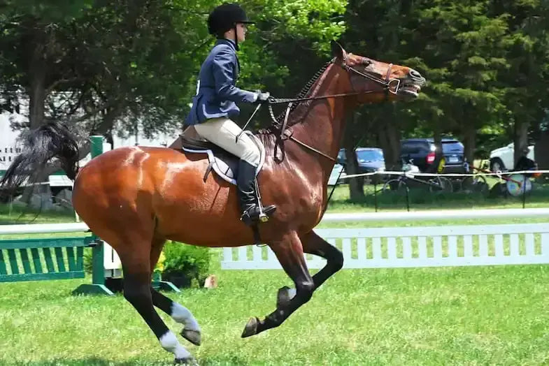 Material Science and Biomechanics in Modern Horse Bit Selection