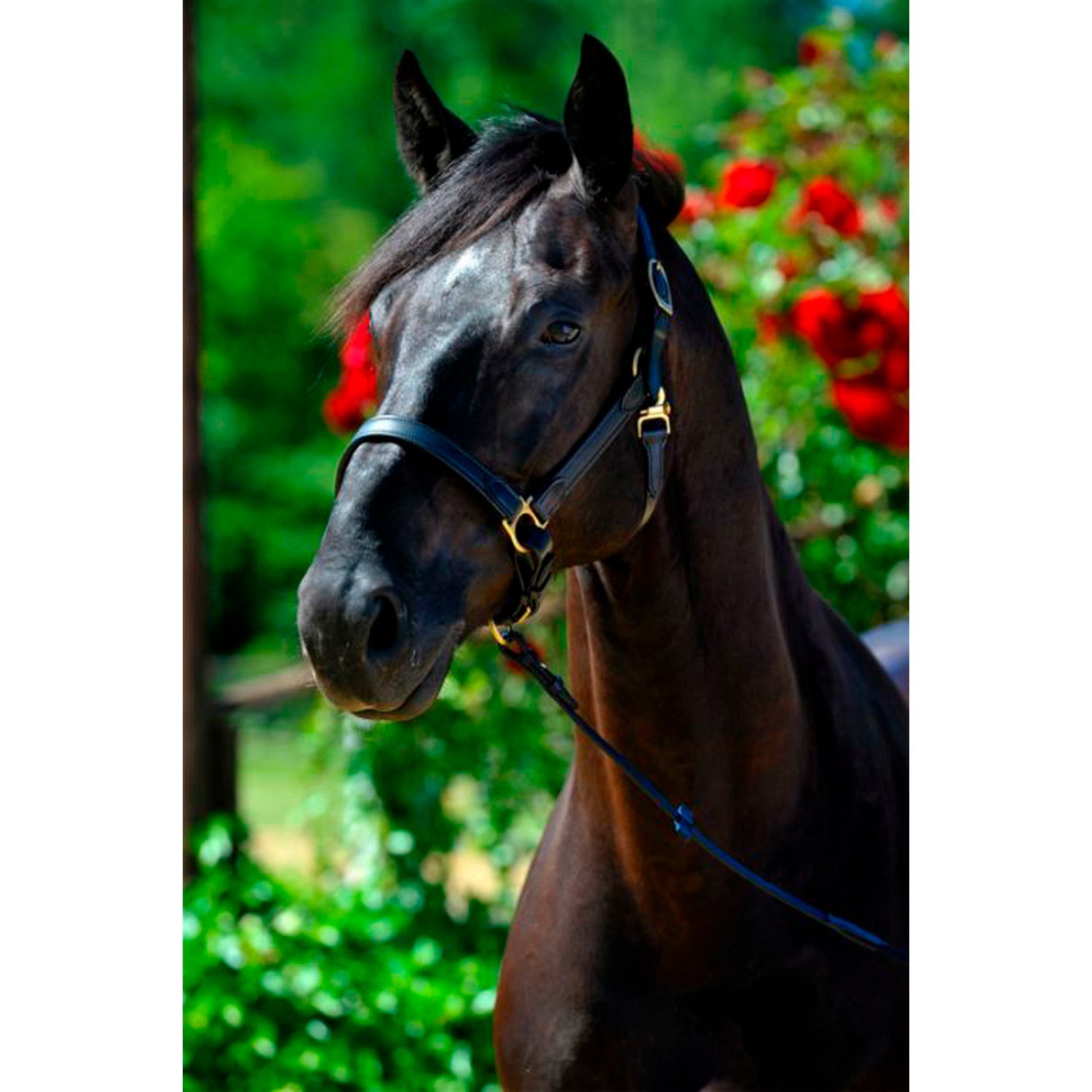 STABLE HALTER NT.