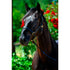 STABLE HALTER NT.
