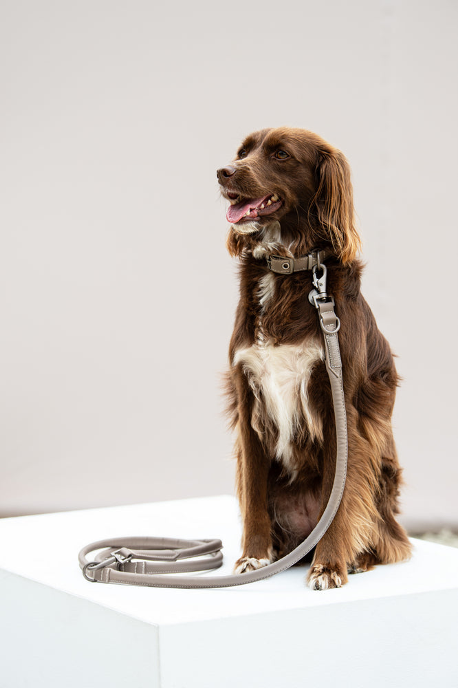 Eskadron Luxury Leather Dog Collar and Lead Set CS24 *Pre-order for April Dispatch* -